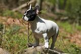 BOULEDOGUE FRANCAIS 1051